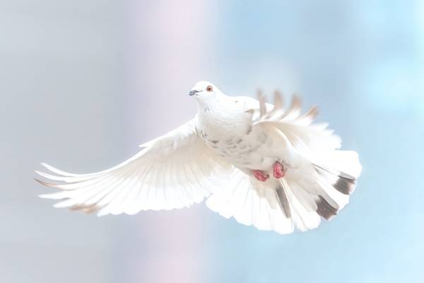 Taube fliegt